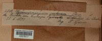 Gymnosporangium confusum image
